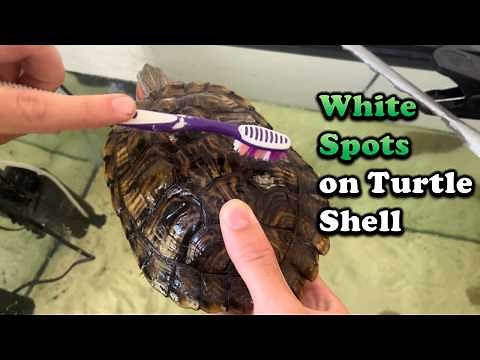 White Spots on Turtle Shell: Causes and How to Fix