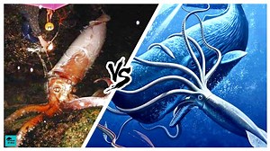 Sperm Whale VS Giant Squid - Who Would Win?Animal Face-offs Elysian Of Wild