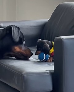 These two are best buddies🥰 | Animal Lovers