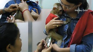 Dodo Scare Doctor Injection Him, Baby Dodo Go To Get Rabies Vaccination First Time | Monkey Dodo
