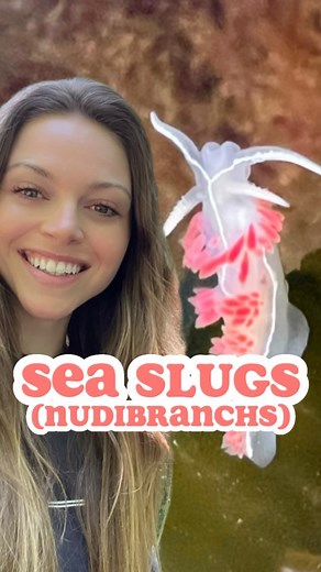 People say they’re the Pokémon of the sea 🌊! Nudibranchs are marine slugs that come in many different colours, patterns, shapes, and sizes. They are adored around the world for their spectacular appearances. Nudibranch translates to “naked gills” which refers to their gills being on the outside of their body, exposed to the environment. They are marine gastropod mollusks 🦑. There are two main types: Doeids, which have more compact bodies with Branchial plumes (gills) on their “lower back” and 