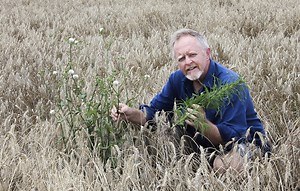 Dealing with a feathertop Rhodes grass problem? - WeedSmart