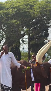 '#Tuar' is part of the Banyankole culture. The Banyankole are a Bantu ethnic group native to Ankole region mainly found in southwestern Uganda, particularly in the districts of Mbarara, Bushenyi, Ntungamo, and surrounding areas. They are historically known for their pastoralist tradition and agriculture. | Longkuei Media | Facebook