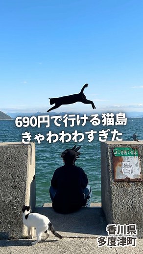 関西から朝5時起きで行く猫島旅が癒しすぎた件😎 . 本日は香川県・多度津町にある『佐柳島』 ランチは『喫茶ネコノシマ』 . 《 旅メモ 》 ・多度津港からフェリーで約1時間 ・多度津港→佐柳島本浦港 片道690円 ・島内で昼食を取れる施設は1店舗のみ ・ランチは1日限定10食やから事前予約推奨（自分は島到着後に宿泊用の荷物を預けて、その場で予約した。あと毎週月・火・水が定休日) . ・小さい島で自販機やコンビニなし ・猫様にエサをあげる場合はルール確認必須 ・離島で海をボーっと眺めながら、猫様とゆっくり過ごしたい人に超おすすめ。 . ※料金やサービス内容は撮影当時のものです . #香川旅行 #佐柳島 #猫島