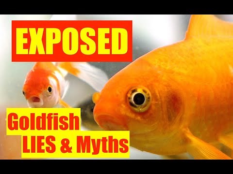 Goldfish Myths & Little Lies | Goldfish Myths Exposed | How To Keep Your Goldfish Alive | Goldfish