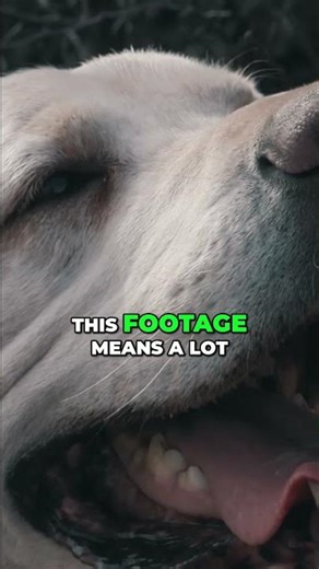 The Best Quail Dog I’ve Ever Seen: Rest in Peace, Fenn #birddog