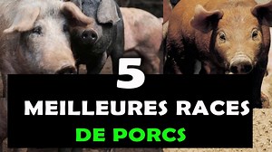 2.5K views · 114 reactions |  Les 5 meilleurs Races de porc à élever...