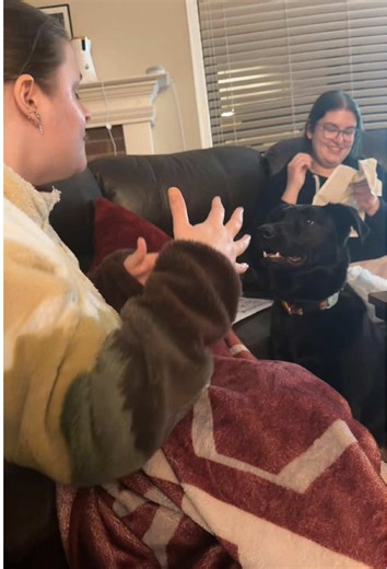 Understanding Canine Communication: The Dog that Listens