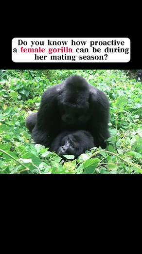 Female Gorilla's Proactive Mating Strategies in Captivity
