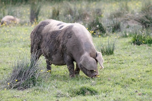 Buy a Whole Organic Pig and Make Great Savings! - Green Pasture Farms