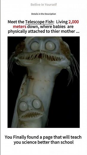 Nothing About the Deep-Sea Telescopefish Belongs on Earth! 🐟#telescopefish #fish