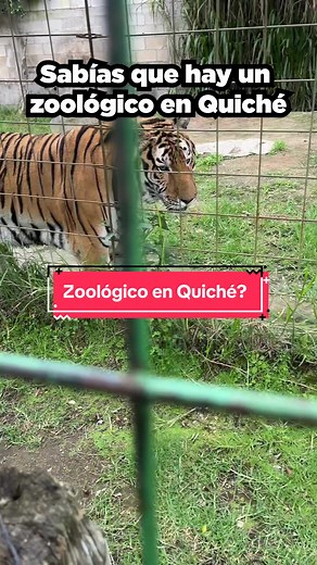 Descubre el Increíble Zoológico en Quiché y Observa Tigres de Cerca