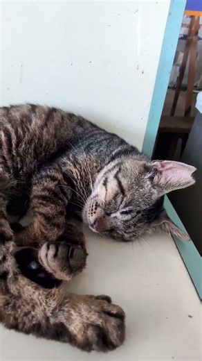 眠り猫さん夢心地＃猫＃cat＃寝る＃眠り＃熟睡＃可愛い＃保護猫＃ホテル＃Short