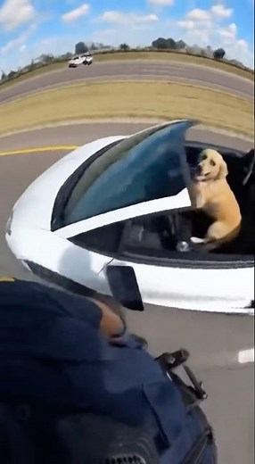 Cop Pulls Over a DOG Speeding 😂🚨 #FunnyVideo #Dog #Bodycam