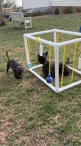 Obi and Winnie were happy to help Ms. Lisa build her puppy play gym. This is a fabulous tool to provide enrichment and rotate out items that provide different types of stimulation. While you typically see play gyms used in puppy raising protocols like Puppy Culture, it has lots of benefits for adult dogs too! Speaking of Obi and Winnie— their vetting should be wrapped up this week with the completion of Winnie’s dental. We have received lots of great applications and will begin reviewing them la