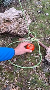 3.6M views · 9.5K reactions | Survival Trap #survival #trap #forest #outdoors #bushcraft #campinglife #skills #tips #camping #diy | Trap Three | Facebook