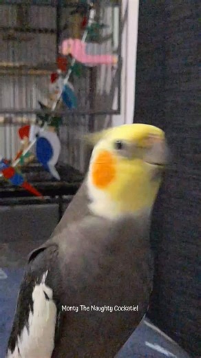 16K views · 680 reactions | Monty The Naughty Cockatiel I called my canary fren to talk about world domination, but guess what? He didn't pick up the phone. 來☎️ #montyvitamins #montythecockatiel #montythenaughty #talkingbird #talkingparrot #cockatiel #cute #positivity #cockatielsinging #birdsinging | Monty The Naughty Cockatiel | Facebook