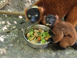 At two months old, red-ruffed lemur Bitro is discovering the magic of solid foods. In this clip filmed by animal care volunteer Barb, you can see Bitro sneaking a few snacks from his parents’ food bowl. You probably can guess from this video that grapes are the little guy’s favorite! Thank you to Saint Luke's Health System for sponsoring our Wild Beginnings program, celebrates “zooborns” at the KCZoo. Saint Luke’s commitment to innovative, patient-centered maternity care has helped local familie