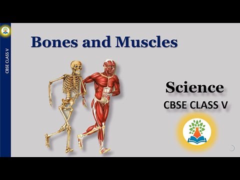 Bones and muscles | How bones and muscles work together? Why is bones and muscles important?