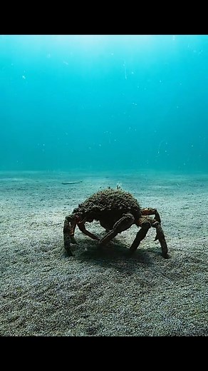 1M views · 11K reactions | Young female spider crabs #animals #spidercrab #crabs #lifeunderwater | Animal Documentary | Facebook