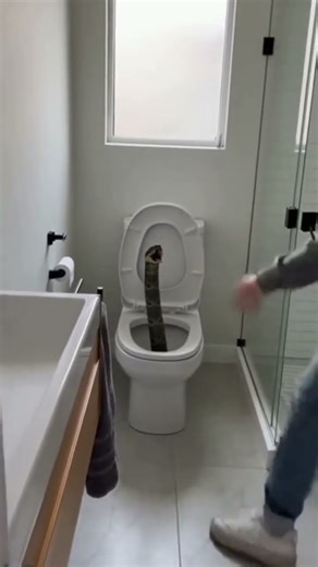 “Toilet Horror in America! Huge Snake Caught on Camera 🚽🐍”#SnakeInToilet #ViralVideo #SnakeAttack