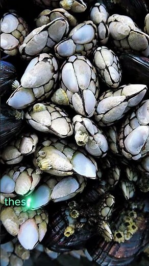 Barnacles: The Ocean’s Most Extreme Hitchhikers