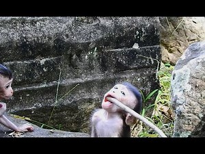 Why Newborn Monkey Stuck Wood in Mouth and Upward eyes like this?