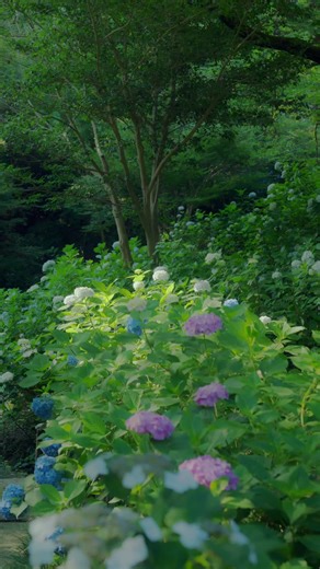 奈良県矢田寺での紫陽花撮影体験