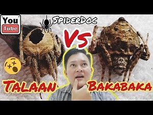 BAKA-BAKA vs CEBU TALAAN. Kakaibang Laban ng Malalaking Gagamba. Spider Fight.
