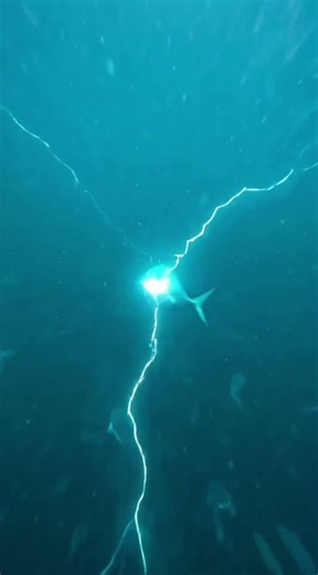 Human Vision vs. Shark Vision (Terrifying!) 😱🌊 #shorts #shark #ocean #scary #pov #nature