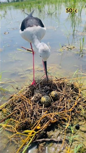 Saving a Red-Wattled Lapwing Nest | Amazing Bird Rescue & Pigeon Nature Story 🐦❤️