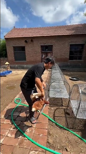 Training a Fast-Running Chicken in the Yard #ChickenGoals#FarmLife#Poultry Training#AgriFun