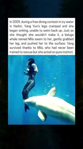 Beluga Whale Saves Drowning Diver In Icy Water