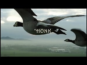 Lessons From Geese v2 0