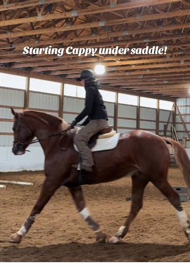 Starting Cappy Under Saddle: Week One Experience