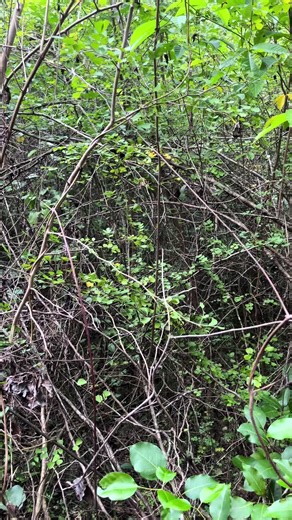 #surveyingjamaica #landsurveyorsfieldwork💪💪💪 #topographicsurvey #jamaicaconstruction #stbessjamaica