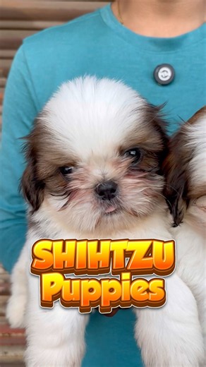 SHIHTZU puppies 🐶💥💥 #puppies #mannadymarket #shihtzu