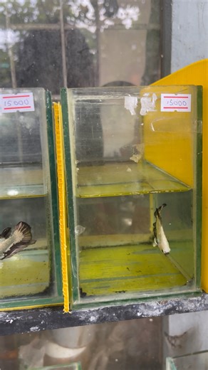 Betta betta tank 🤗💙 | Nemo Fish Shop