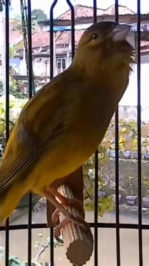 Natural Canary Bird Singing #naturesounds #canary #shorts