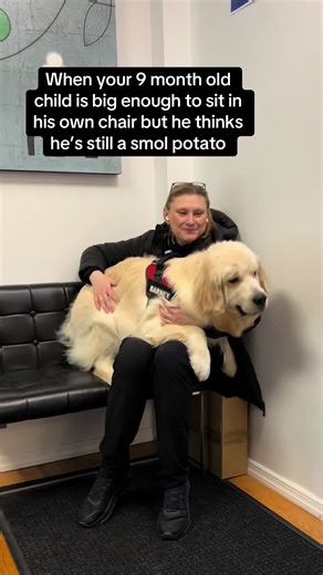 Growing Up: My Golden Retriever Turns 9 Months Old