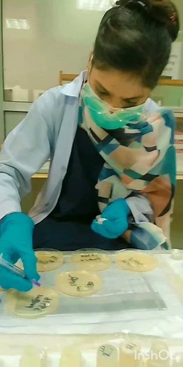 Antibiotics sensitivity test by disc diffusion method / kirby bauer disc diffusion method 🧫🧫