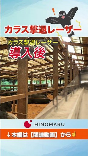 [Crow Repellent Laser] Protect your precious livestock from crow damage [Introduction Report]