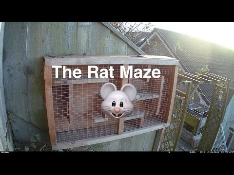 The Rat Maze 🐀