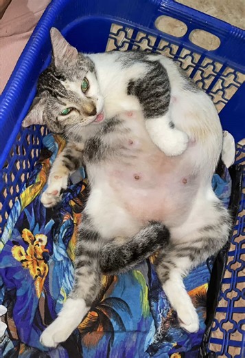 Ibu Kucing dan Keberanian Melahirkan
