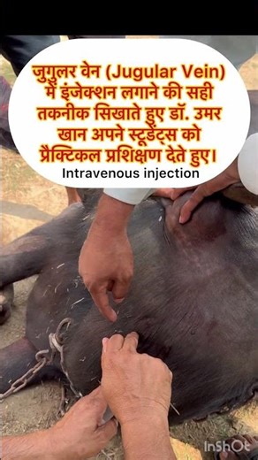 Intravenous injection l जुगुलर वेन (Jugular Vein) में इंजेक्शन लगाने की सही तकनीक सिखाते हुए