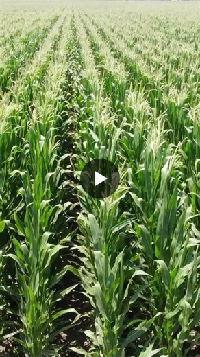 #circulareconomy #sustainablepackaging #compostable #packaginginnovation | Good Start Packaging