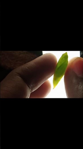 when the cocoon meets the Light...#shortvideo#shorts#short#cocoon