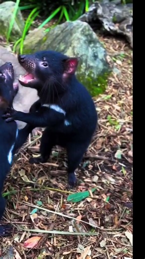 Tasmanian Devil: The Fierce Night Survivor You Shouldn’t Underestimate #wildveill #ytshorts