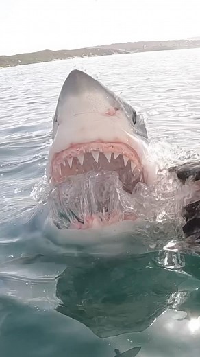 319K views · 728K reactions | Great White Rolls Eye Back And Extends Jaw #greatwhitesharks #greatwhite #sharks #sharksweek #sharkdiving #sharkfishing #savesharks | White Shark Ocean | Facebook