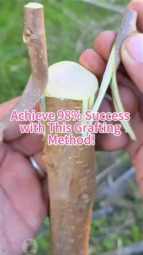 Achieve 98% Success with This Grafting Method